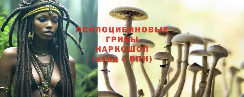 купить закладку  ОМГ ОМГ ССЫЛКА  Псилоцибиновые грибы Cubensis  Арамиль 